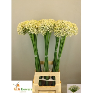 Allium nigrum