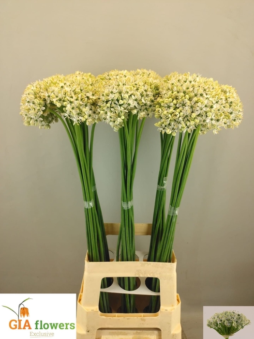 <h4>Allium nigrum</h4>