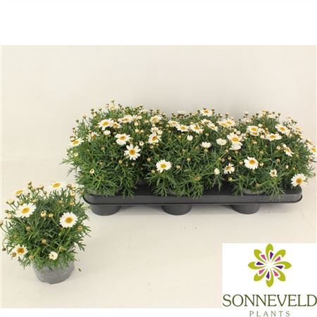 <h4>Argyranthemum Frutesc La Rita White</h4>