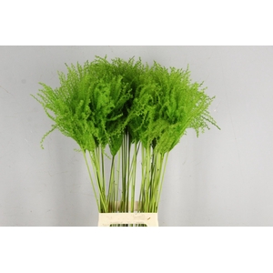 DF Miscanthus 90cm Apple Green