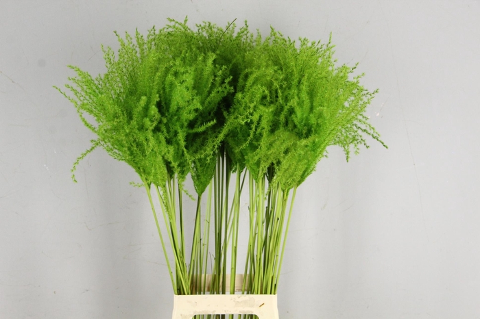 <h4>DF Miscanthus 90cm Apple Green</h4>
