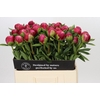 Paeonia Belgravia