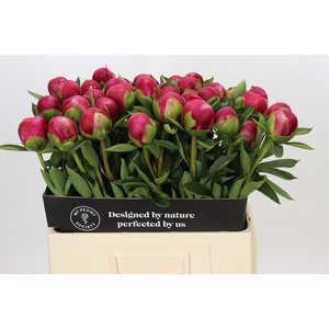 Paeonia Belgravia
