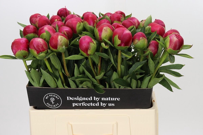 <h4>Paeonia Belgravia</h4>