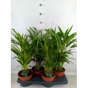 Dypsis lutescens   ...Chrysalidoca