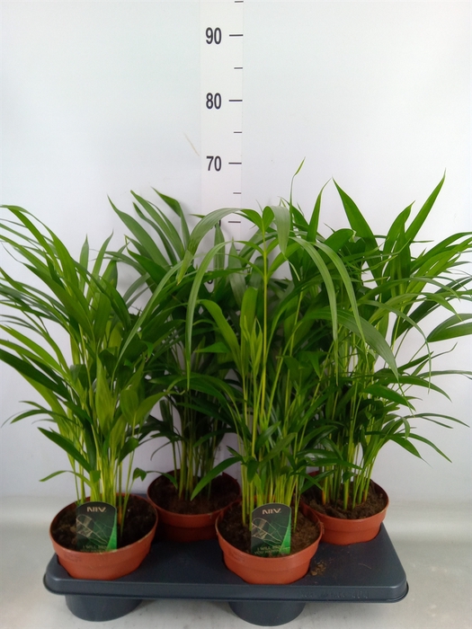 <h4>Dypsis lutescens   ...Chrysalidoca</h4>