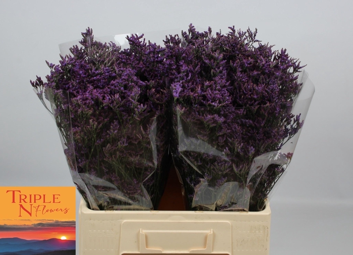 <h4>LIM SAF DARK BLUE</h4>