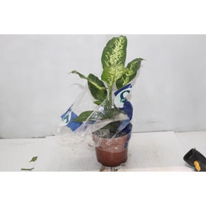 DIEFFENBACHIA VARIADO P17