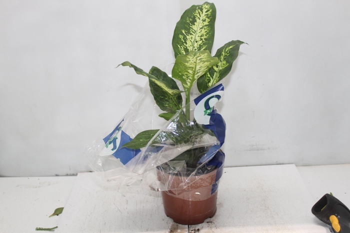 <h4>DIEFFENBACHIA VARIADO P17</h4>