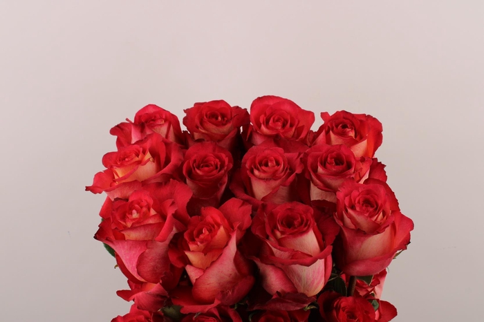 <h4>R Gr Iguazu</h4>