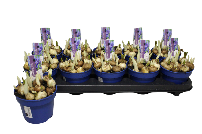 <h4>Bol op pot Bollenmix P12</h4>