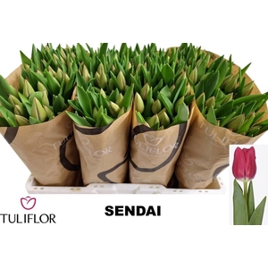 TU EN SENDAI