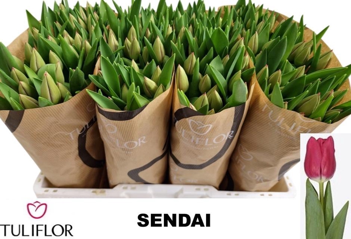 <h4>TU EN SENDAI</h4>