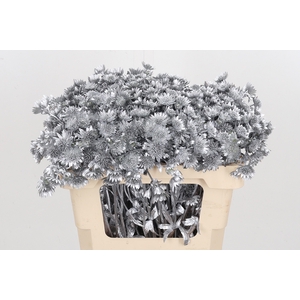 Astrantia Kl Bh Zilver