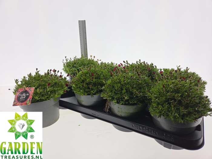 <h4>SAXIF ARENDSII</h4>