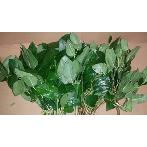 Salal  Tips Lemon Leaf