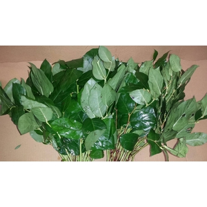Salal Mini