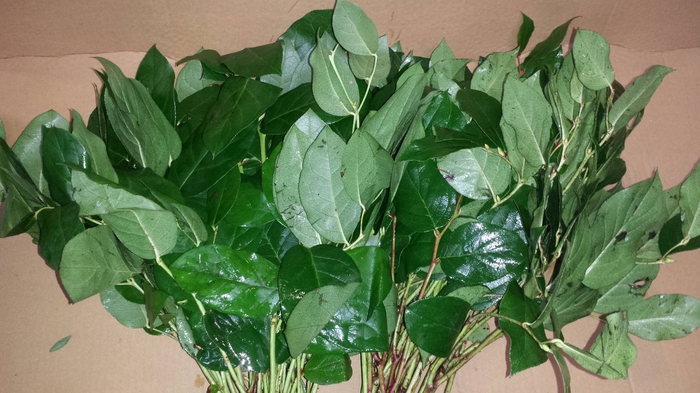 <h4>SALAL TIPS WHITE BOX AIR</h4>