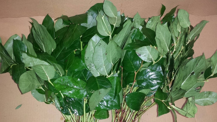 <h4>Salal Tip Blume 2000</h4>