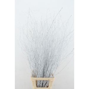 Betula Bs Paint White FST