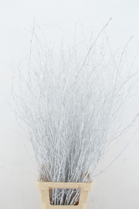 <h4>Betula Bs Paint White FST</h4>