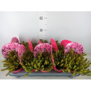 Erica carnea   ...rose