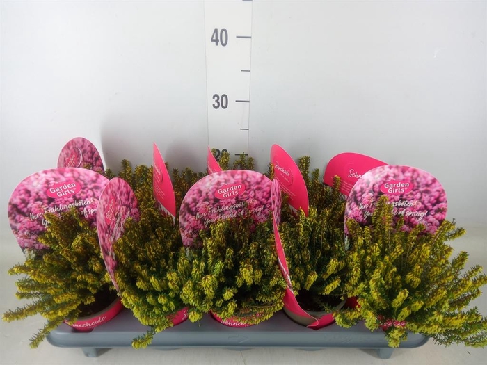 <h4>Erica carnea   ...rose</h4>