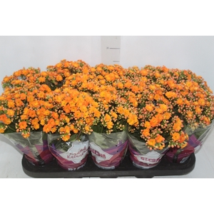 KALANCHOE DOBRADO P11 LARANJA