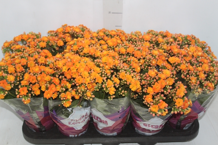 <h4>KALANCHOE DOBRADO P11 LARANJA</h4>
