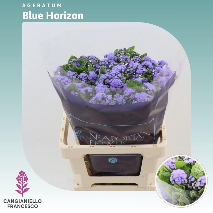 <h4>Ageratum Houstonianum 'blue Horizon'</h4>