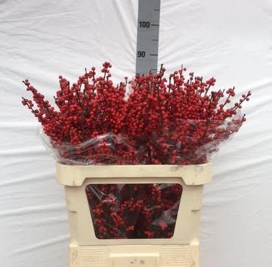 <h4>ILEX VE RODE BES</h4>