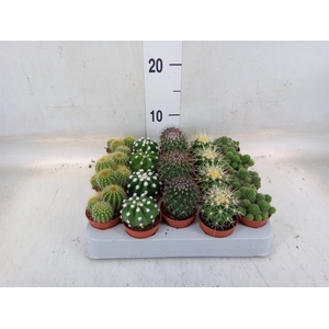Cactus   ...mix