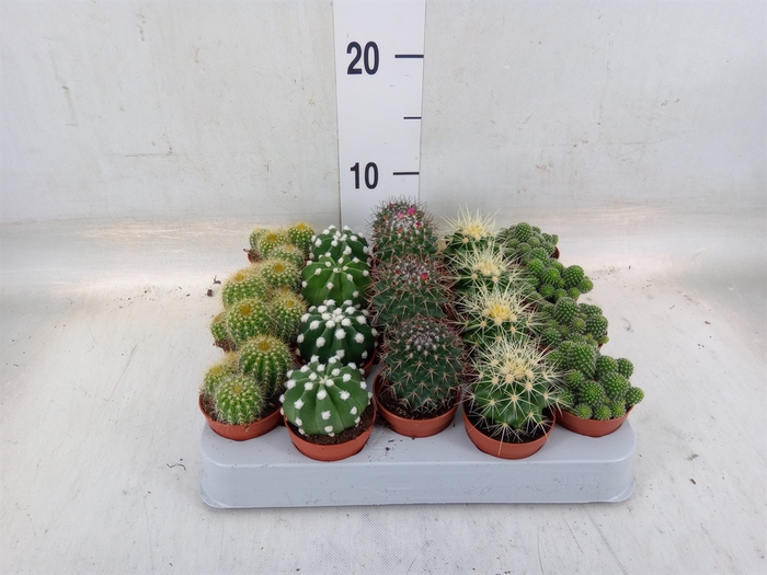 <h4>Cactus   ...mix</h4>