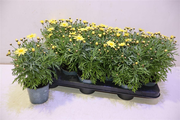 <h4>Arg La Rita Yellow</h4>