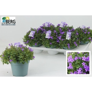 CAMP PORTENSCHLAGIAN