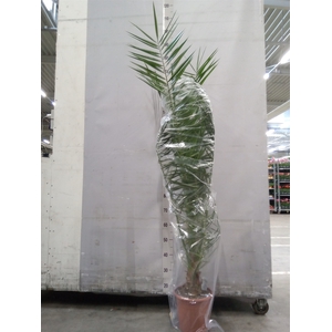 Phoenix canariensis