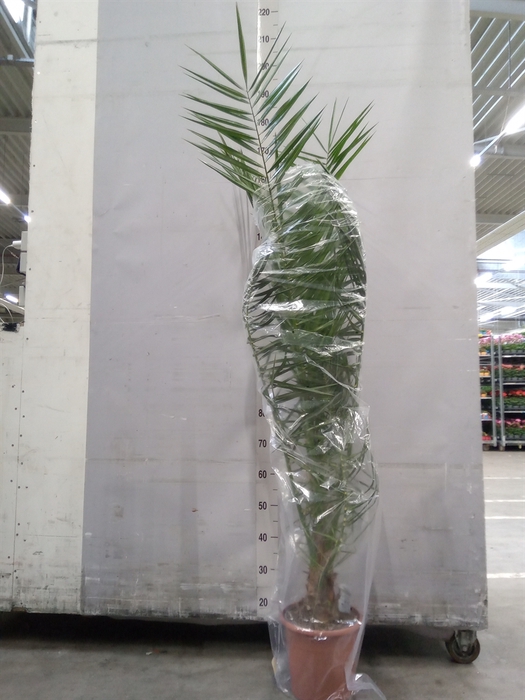 <h4>Phoenix canariensis</h4>