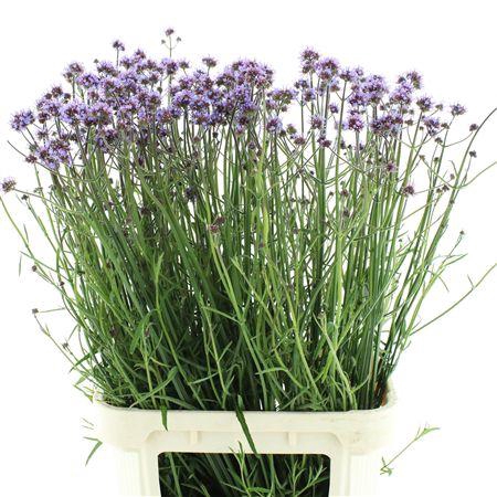 <h4>Verbena Has P Spires</h4>