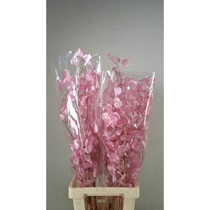 DF Lunaria Bs Shiny Light Pink