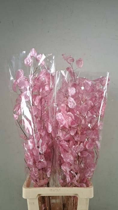 <h4>DF Lunaria Bs Shiny Light Pink</h4>
