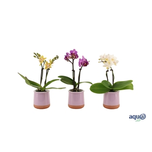 Valencia Lila Tiny Dolls Mix 2T10+ aqu@