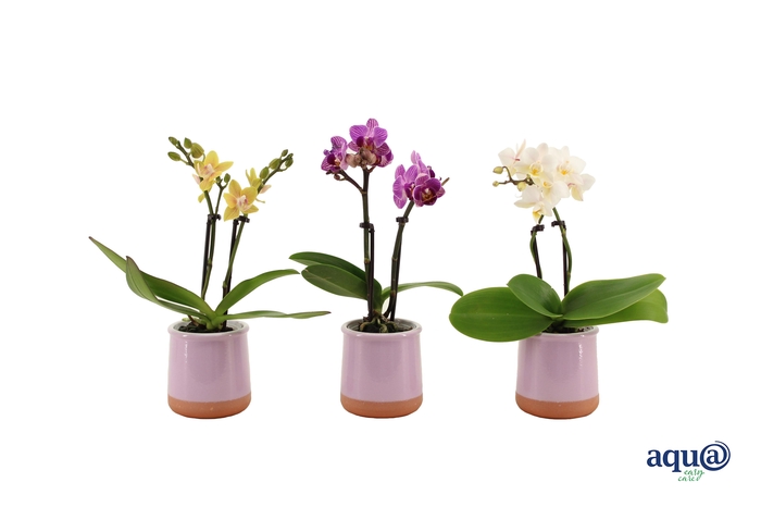 <h4>Valencia Lila Tiny Dolls Mix 2T10+ aqu@</h4>