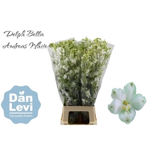 DELPH EN BE AN WHITE