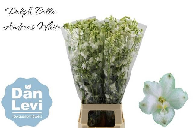 <h4>DELPH EN BE AN WHITE</h4>