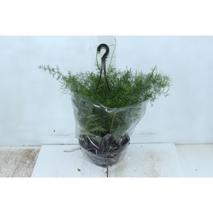 ASPARGO ALFINETE C21
