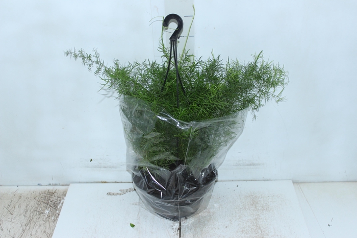 <h4>ASPARGO ALFINETE C21</h4>