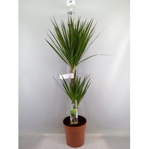 Dracaena marg.