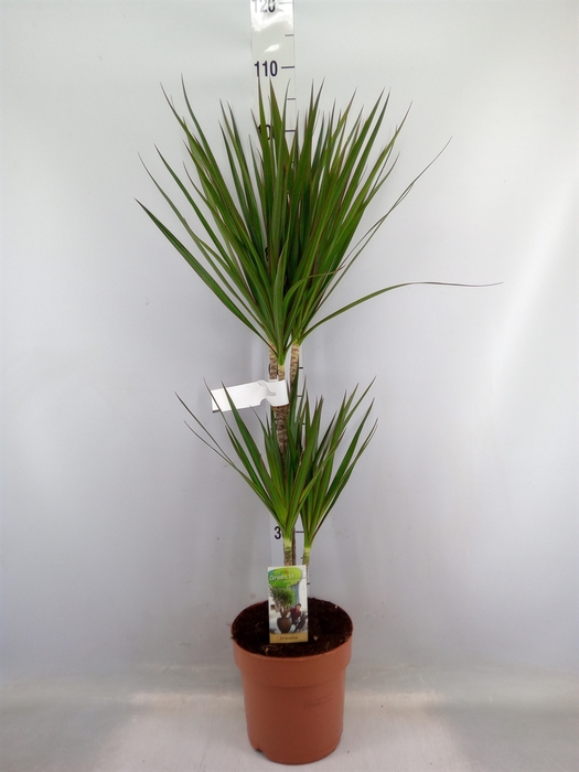 <h4>Dracaena marg.</h4>