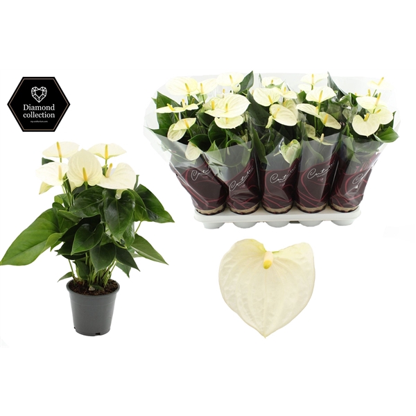 <h4>Anthurium 12 cm Cocos in Couture Diamond Line Purple sleeve</h4>