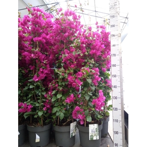 Bougainvillea  'Sanderiana'